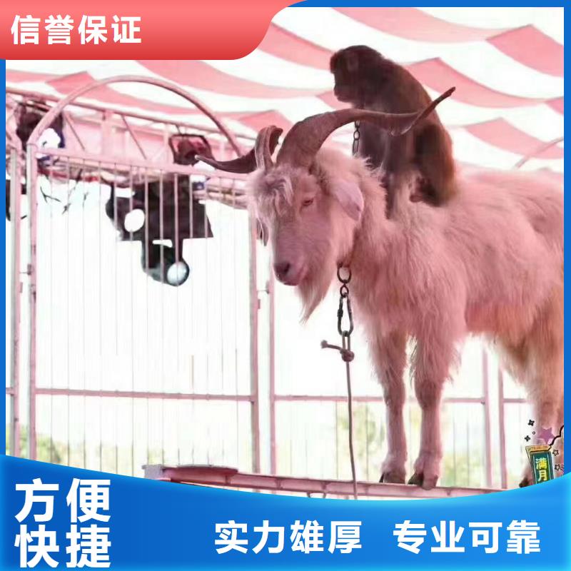 马戏团/羊驼【美人鱼出租演出】技术可靠