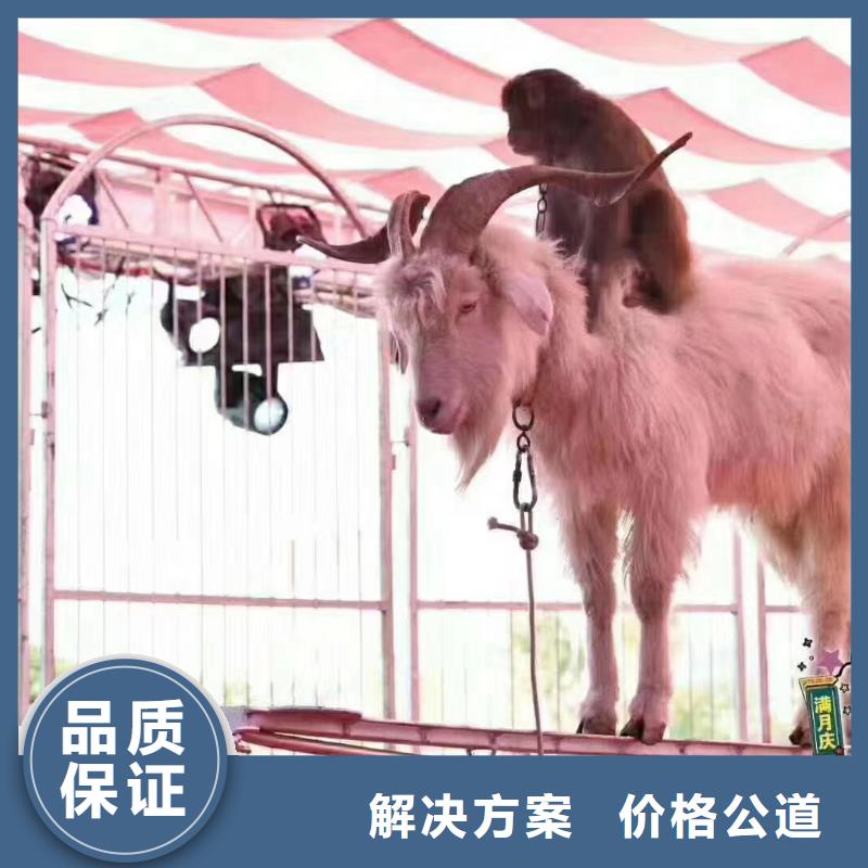 马戏团/羊驼企鹅出租表演实力强有保证