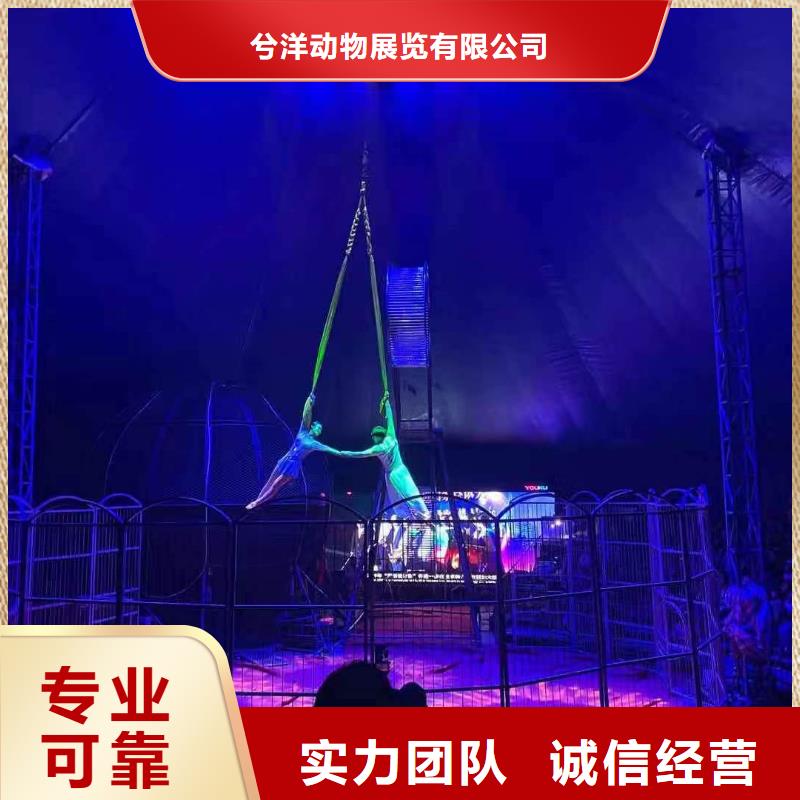 【马戏团/羊驼_出租表演羊驼资质齐全】