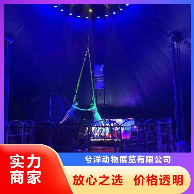 马戏团/羊驼羊驼出租