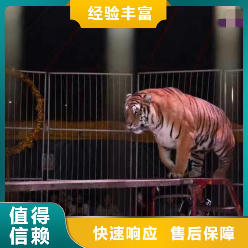 租赁马戏团表演全国承接