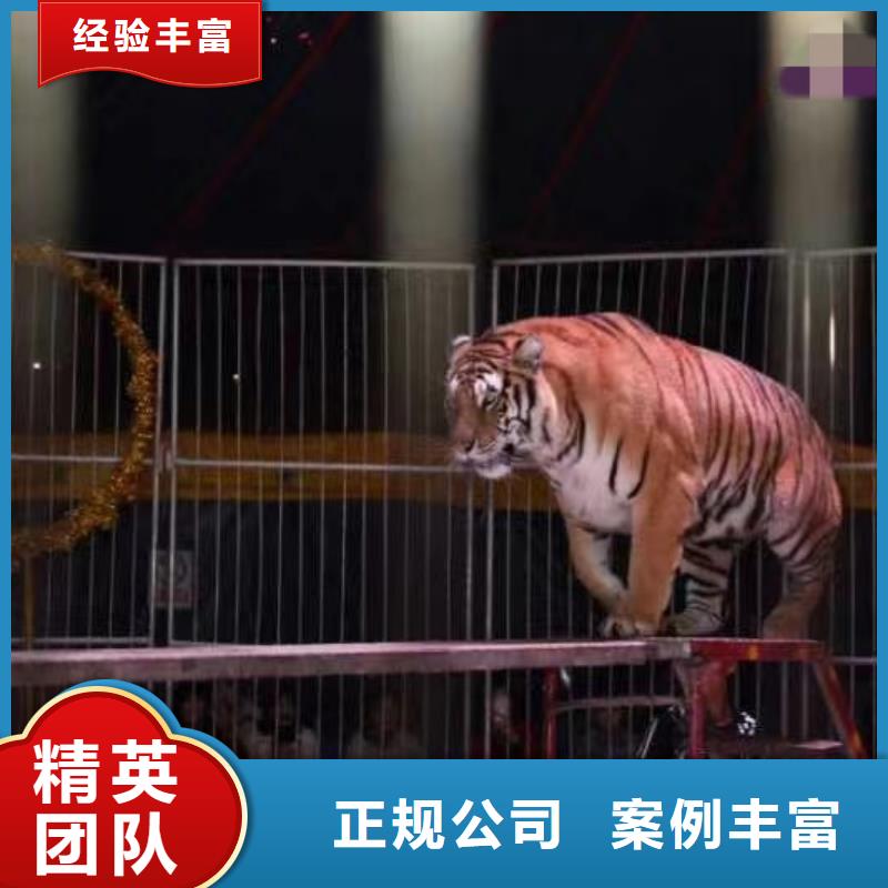 马戏团/羊驼企鹅出租表演专业承接