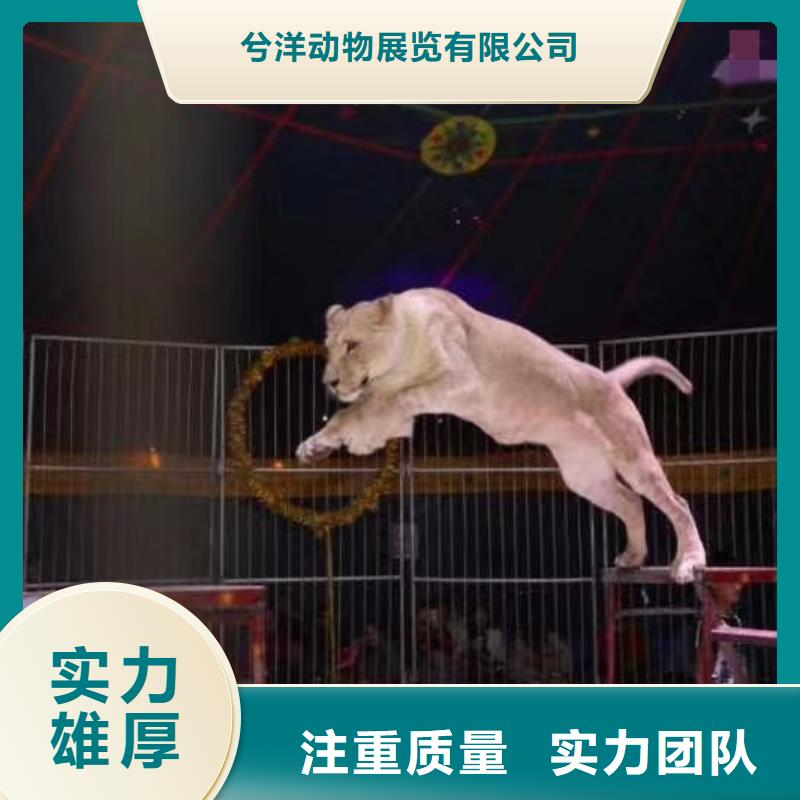 马戏团/羊驼_海狮表演出租精英团队