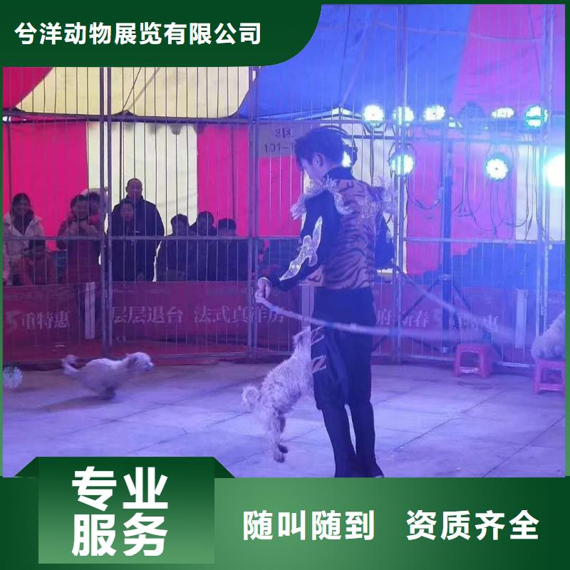 马戏团/羊驼海狮表演租赁解决方案