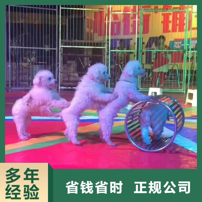 马戏团/羊驼_动物杂技表演效果满意为止