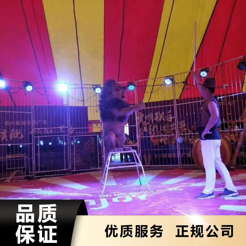 马戏团/羊驼_海狮表演出租精英团队
