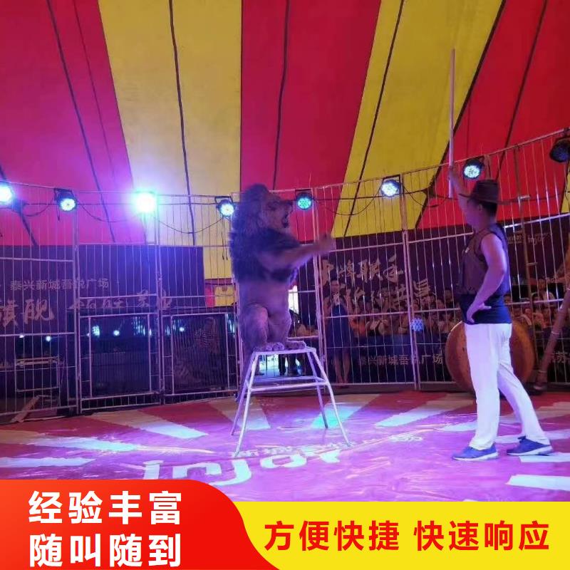 马戏团/羊驼_【活体羊驼租赁】实力雄厚