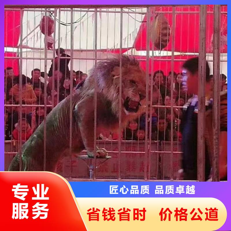 马戏团/羊驼_【活体羊驼租赁】实力雄厚