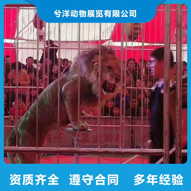 马戏团表演-视频-马戏团表演-青海省海北市黄南|西宁|海东|海西|海南|果洛|玉树【本土】制造商