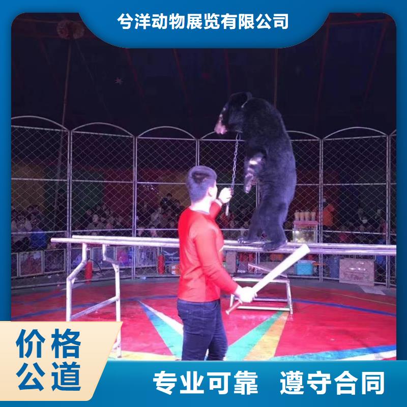 马戏团/羊驼美人鱼表演质优价廉