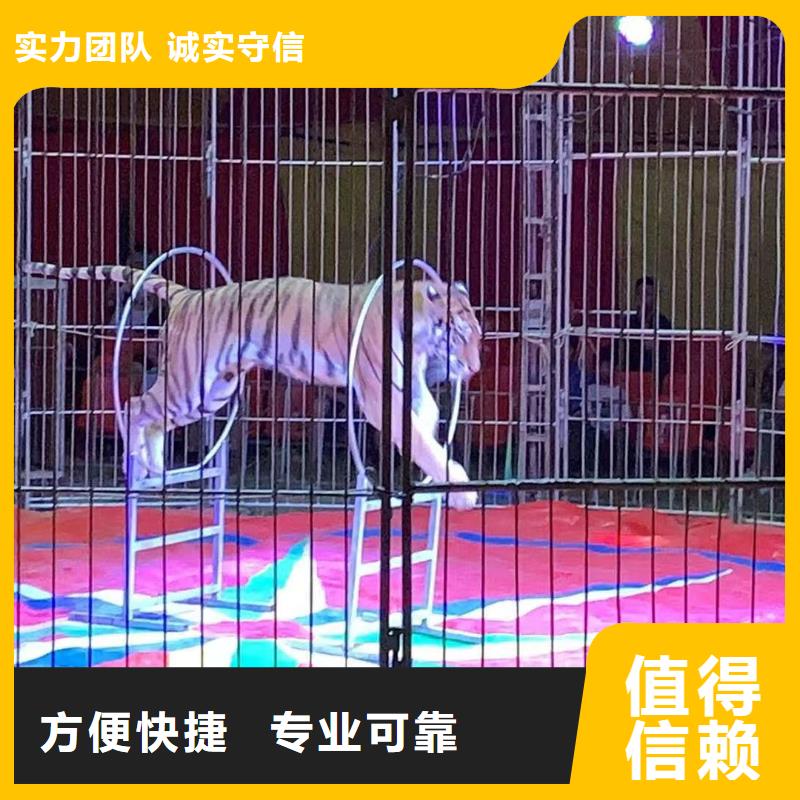 马戏团/羊驼_死轮表演实力商家