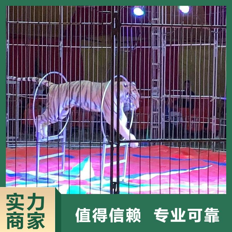 马戏团/羊驼动物展览秀快捷
