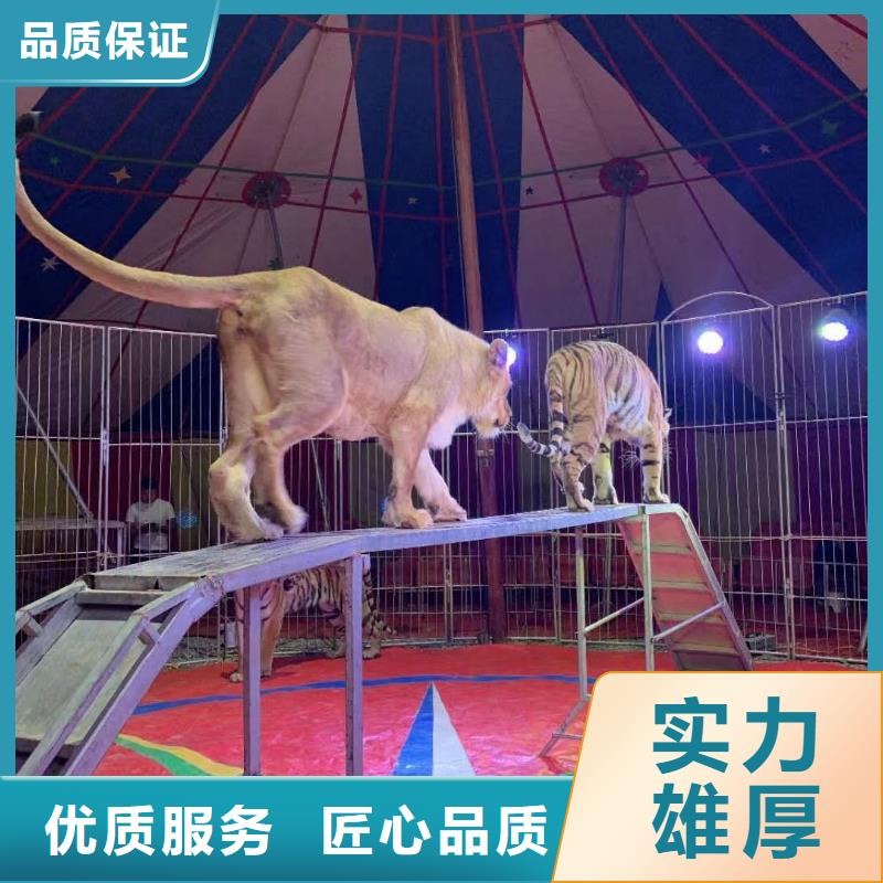 租赁马戏团表演全国承接