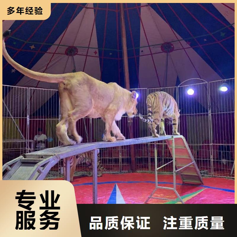 【马戏团/羊驼_出租表演羊驼资质齐全】