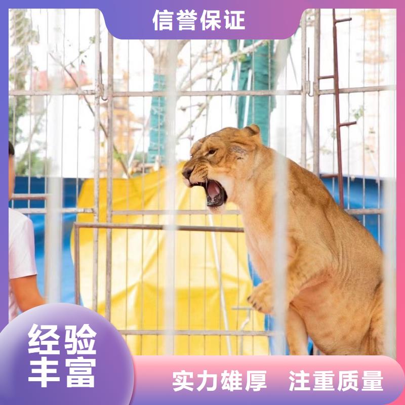马戏团/羊驼-出租动物表演专业