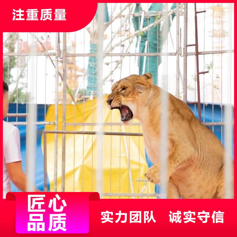 马戏团/羊驼企鹅出租表演实力强有保证