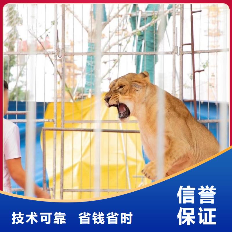 马戏团/羊驼动物展览秀快捷