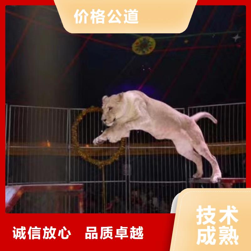马戏团/羊驼_死轮表演实力商家