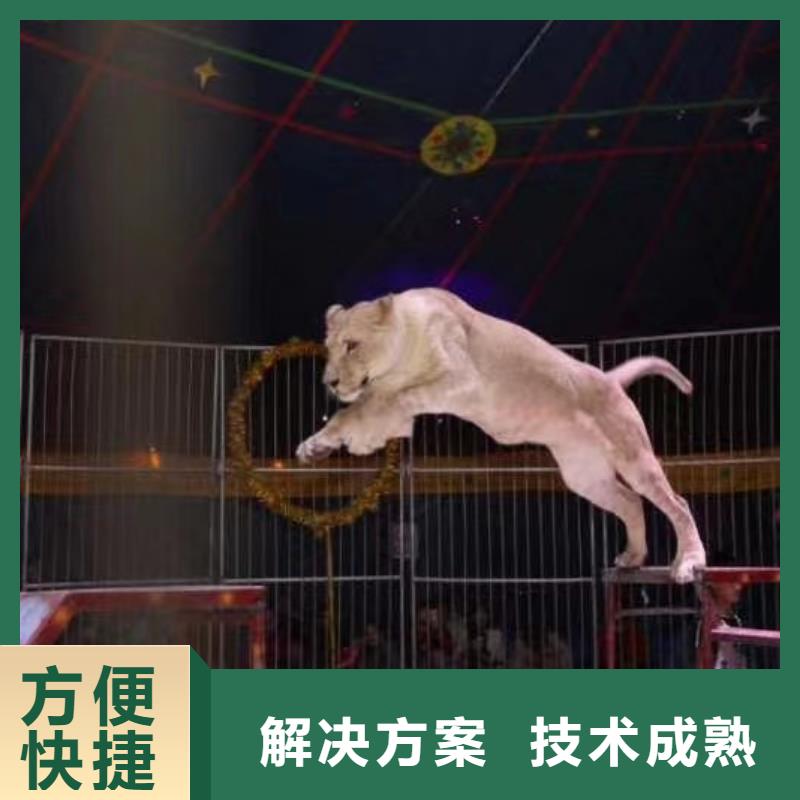马戏团/羊驼 景区杂技表演先进的技术
