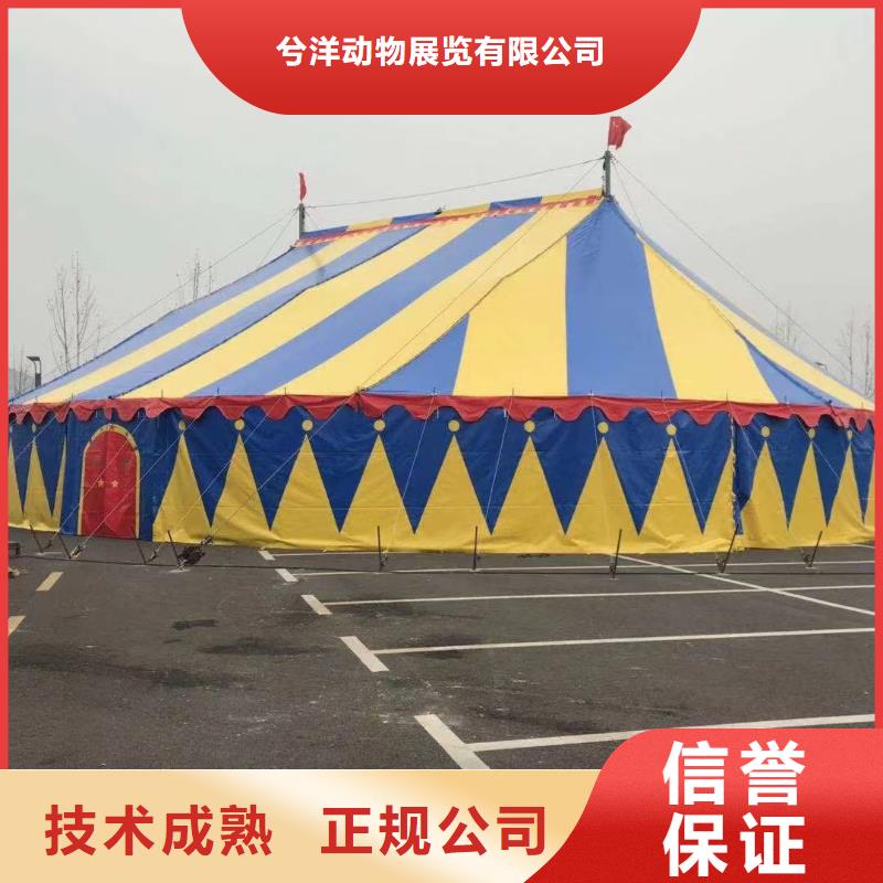 【马戏团/羊驼_出租表演羊驼资质齐全】