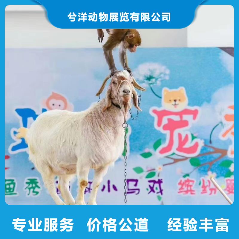 马戏团/羊驼-海洋展租赁精英团队