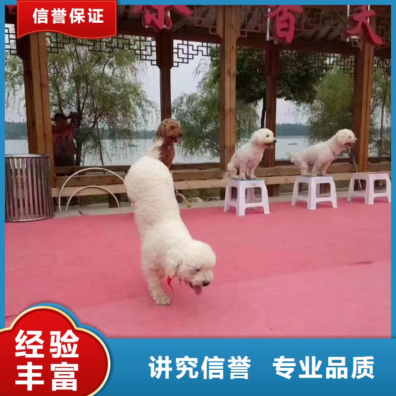 马戏团/羊驼 羊驼出租资质齐全
