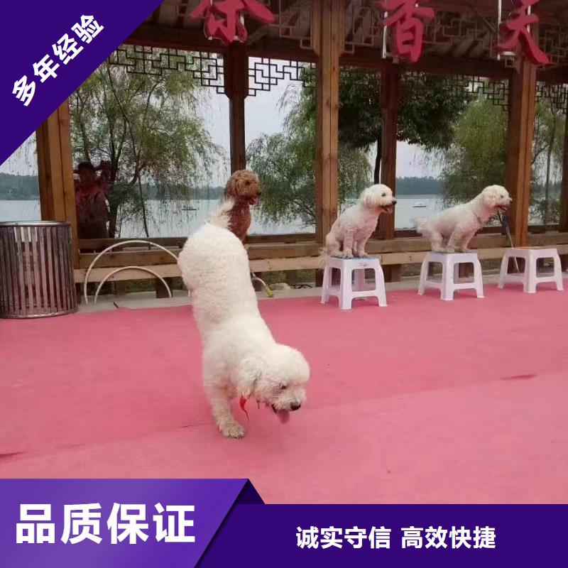 马戏团/羊驼美人鱼表演诚信