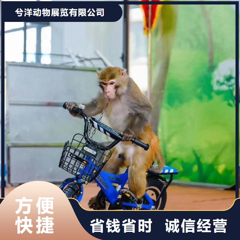 马戏团/羊驼_海狮表演出租精英团队