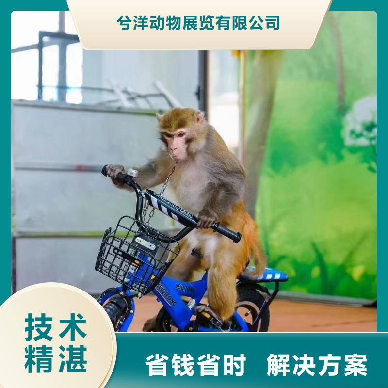 动物展租赁