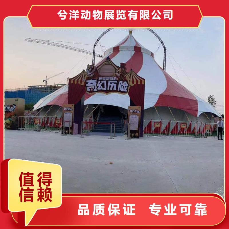 马戏团/羊驼美人鱼表演多年行业经验