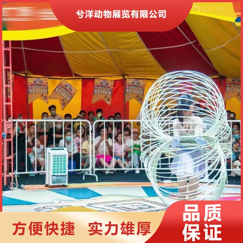 马戏团/羊驼马戏团表演一站搞定