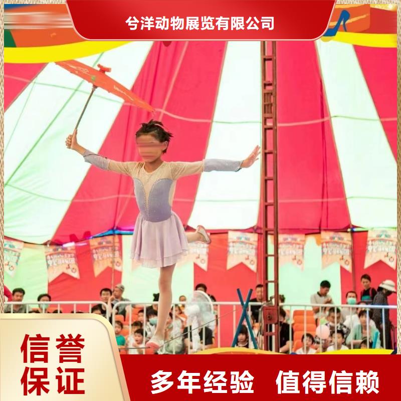 马戏团/羊驼羊驼出租比同行便宜