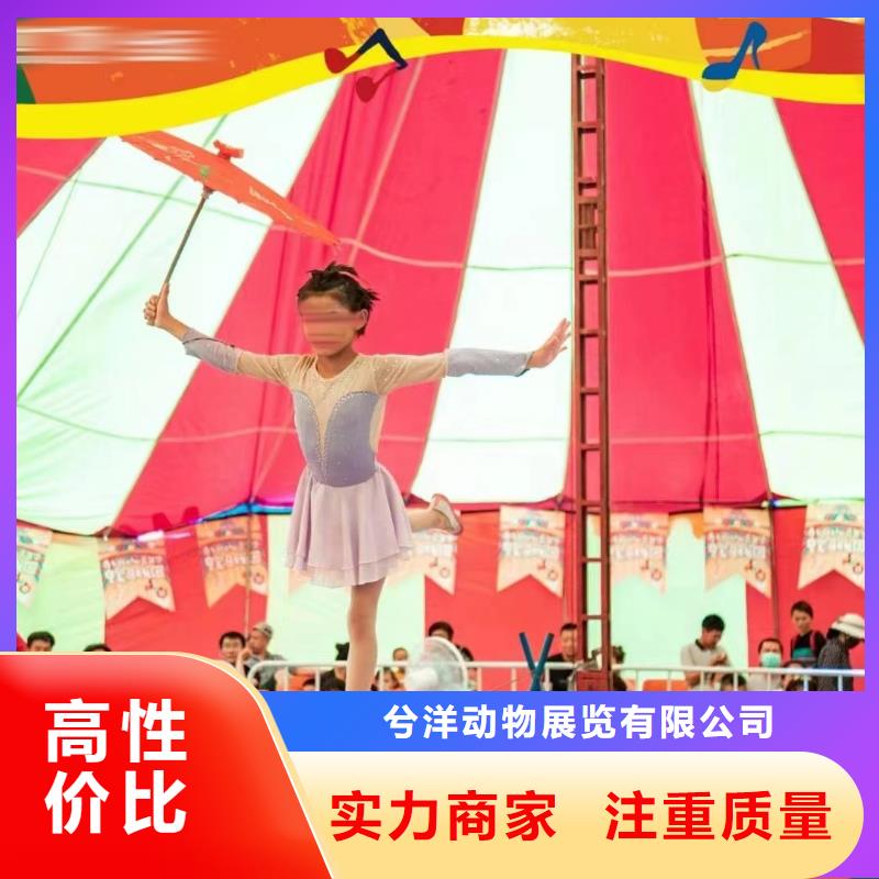 马戏团/羊驼-出租表演鹦鹉口碑公司