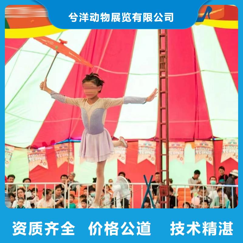 马戏团/羊驼动物展览秀快捷