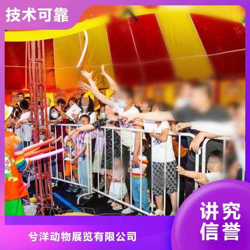 马戏团/羊驼-海洋展租赁精英团队