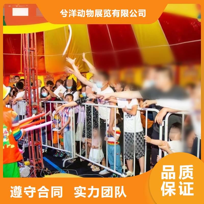 马戏团/羊驼美人鱼表演专业品质
