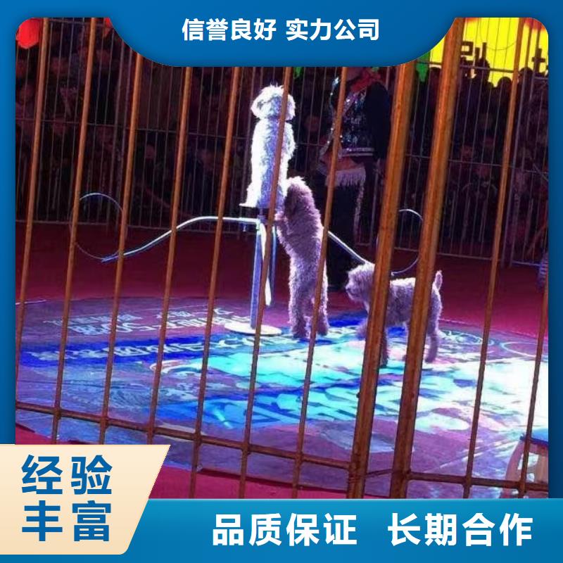 马戏团/羊驼-海洋展租赁实力公司