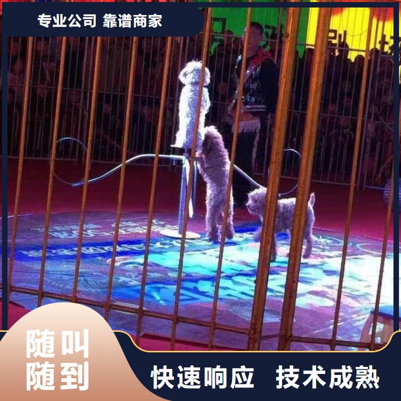 马戏团/羊驼动物杂技表演租赁专业服务