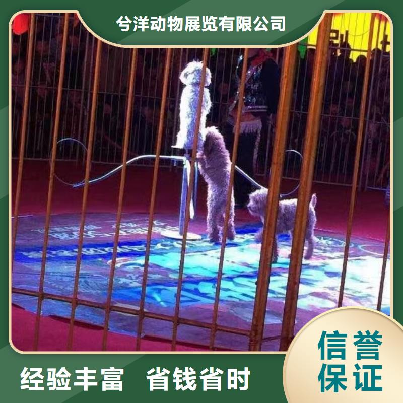 马戏团/羊驼-出租表演鹦鹉口碑公司