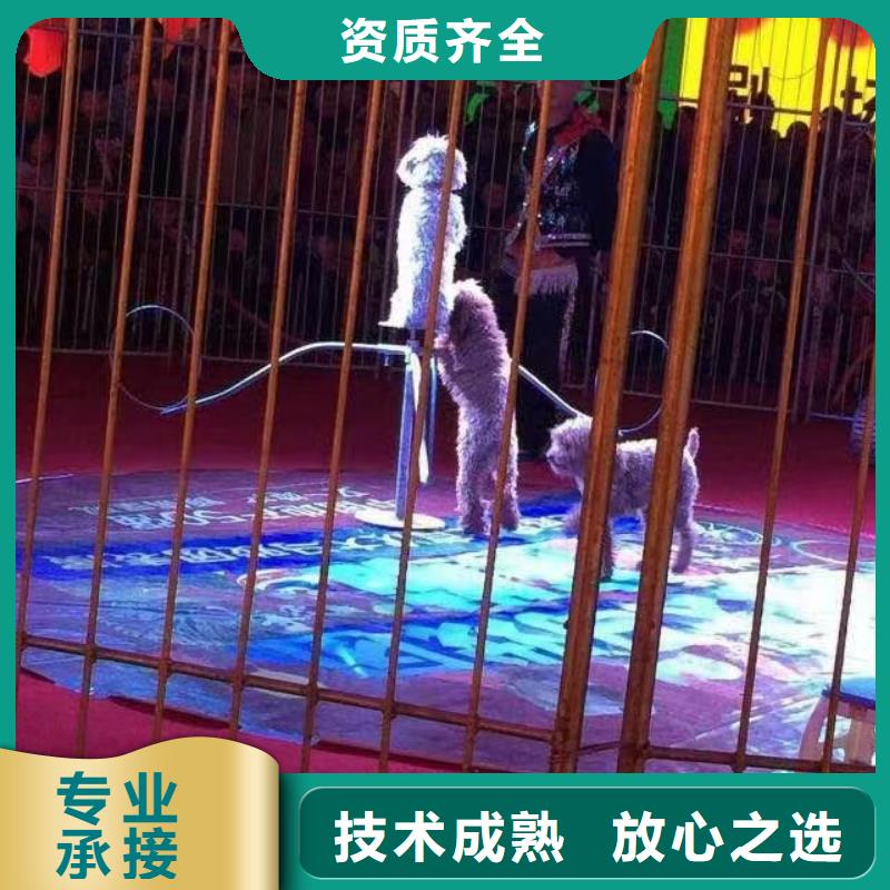 马戏团/羊驼美人鱼表演专业品质