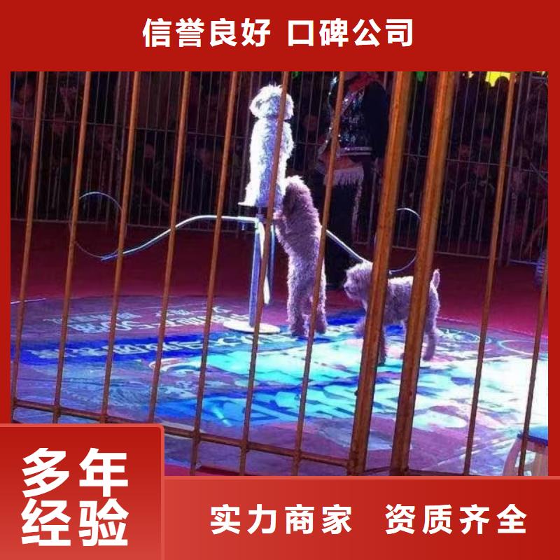 马戏团/羊驼-海洋展租赁精英团队