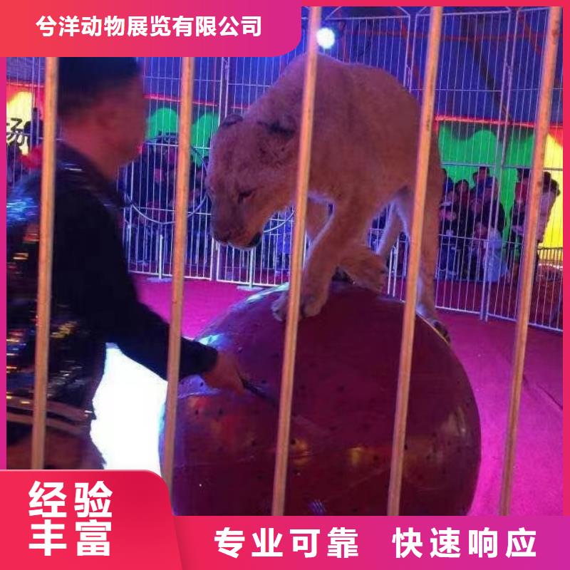 马戏团/羊驼动物展览秀快捷