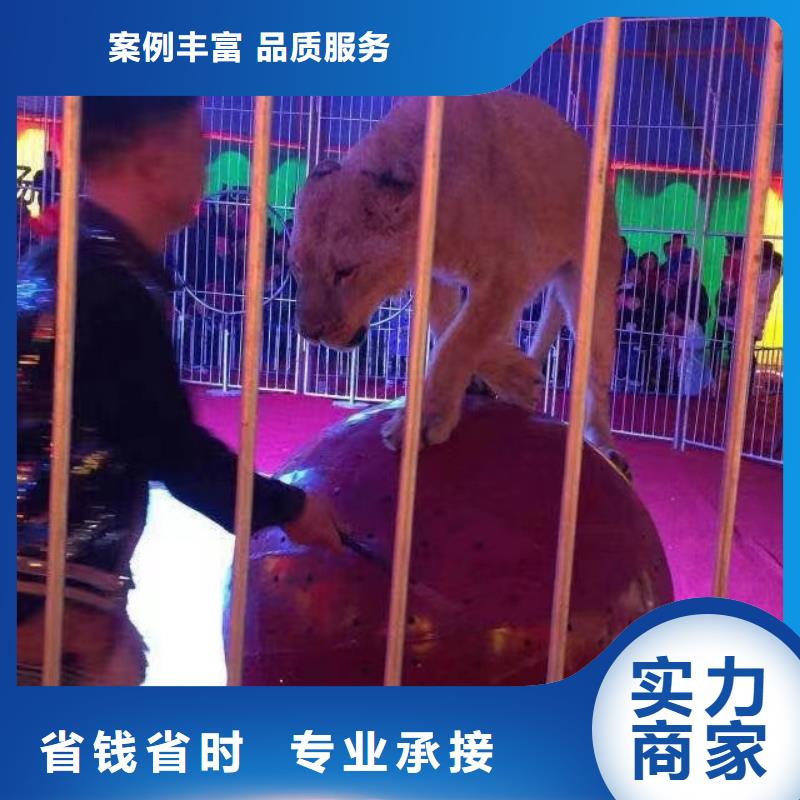 马戏团/羊驼美人鱼表演专业品质