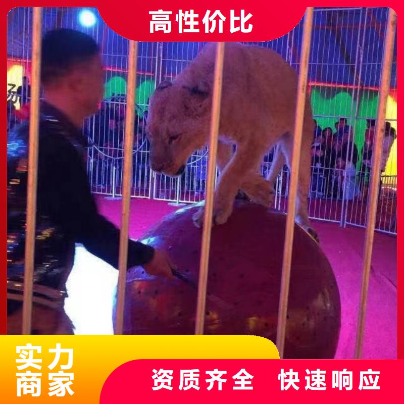 马戏团/羊驼,海狮表演出租技术可靠