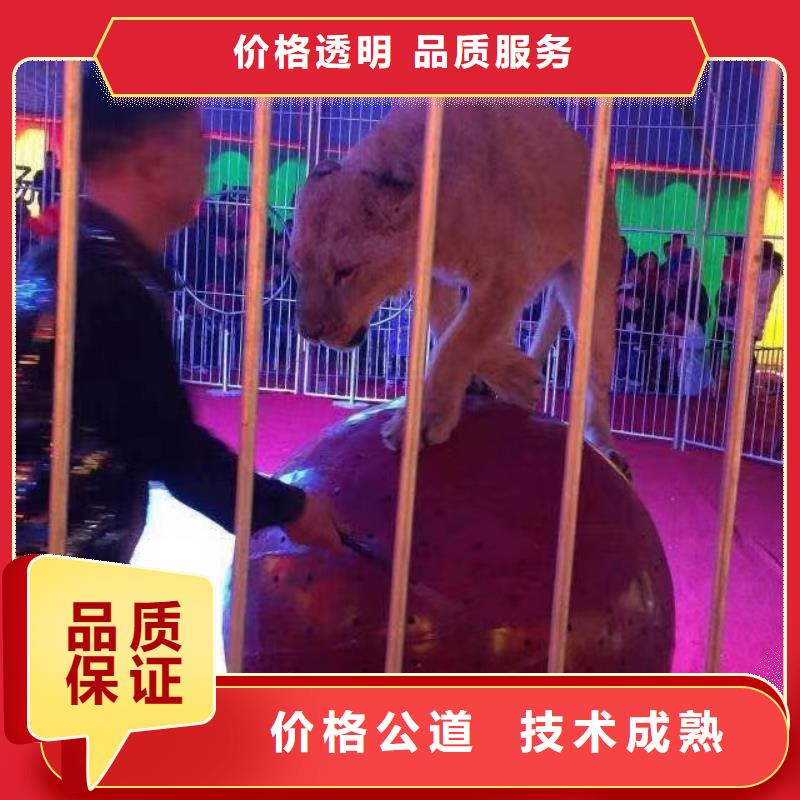 马戏团/羊驼-海洋展租赁实力公司