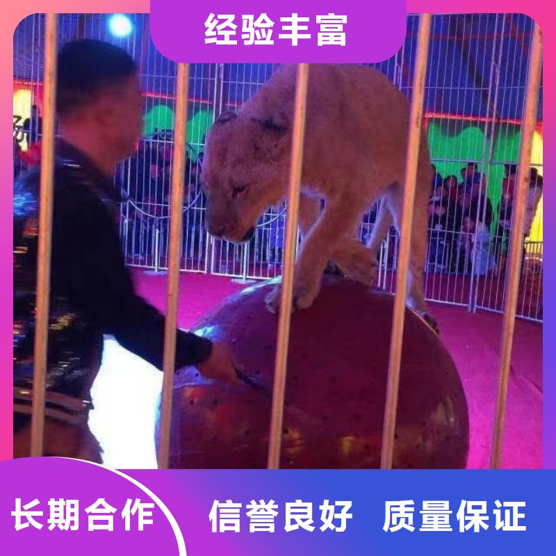 马戏团/羊驼-海洋展租赁精英团队