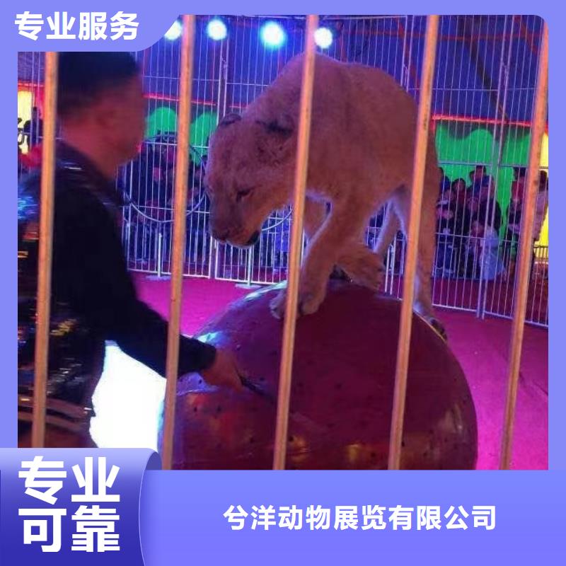 马戏团/羊驼_【活体羊驼租赁】实力雄厚