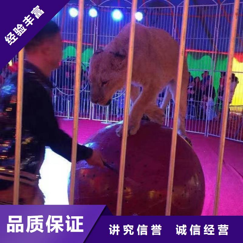 马戏团/羊驼_动物杂技表演效果满意为止