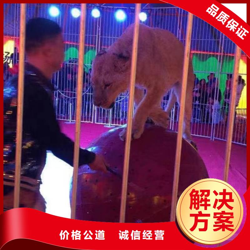 马戏团/羊驼美人鱼表演实力公司