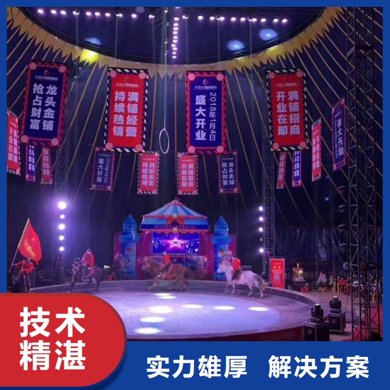 马戏团/羊驼 景区杂技表演先进的技术